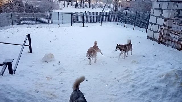 Морозное утро. А девочки выйдут? Летучий хаски Тогашка смотреть онлайн