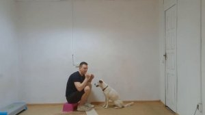 Дрессировка собак Как дрессировать собаку Трюки с соб