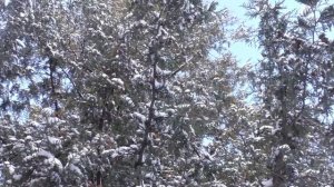 Снег, снег, снег - муз.сл. Влад Фельдман