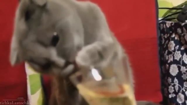Кошачьи приколы!!! ЮМОРА!!! ---часть7 смотреть онлайн