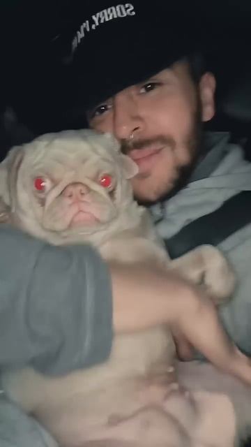 РОЗОВЫЙ МОПС 🤩🐖 к нам приехала Энигма 🥰 в Европе ес? смотреть онлайн
