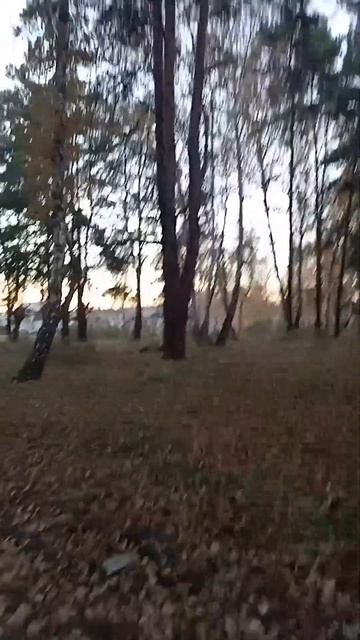 красота смотреть онлайн