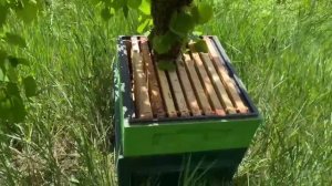 НИ ДНЯ БЕЗ РОЯ