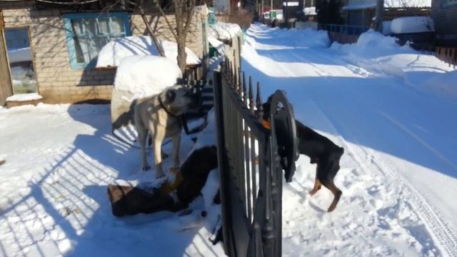 Алабай чуть не подрался с Ротвейлером смотреть онлайн