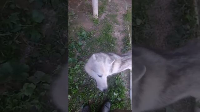 воскресный эфир с  10 #хаски