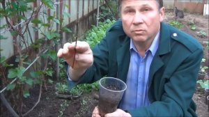 Размножение клематиса черенками - 7 дач