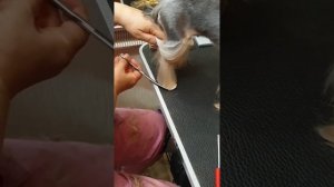 Как подстричь йорку круглые лапки