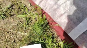 Сажаю помидоры Балконное чудо в открытый грунт. Как сажать помидоры Балконное чудо в открытый грунт