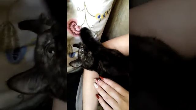 Кот дирижер#Приколы с животными#Под музыку Моцарта смотреть онлайн