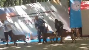 монопородная выставка малинуа 19.08.18 г.,сравнение на Л.К