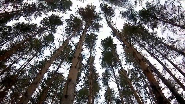 охота на куницу с РЕЛ