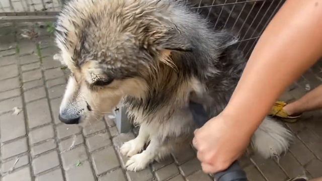 ГРУМИНГ СОБАК🐶 Маламут:  Grooming Alaskan Malamute Домашний Грум?
