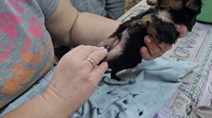 Первая гигиеническая стрижка у щенков Йорка