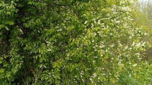 ЛЮБИМАЯ ЧЕРЁМУХА С ВЕСНОЮ РАСЦВЕЛА.