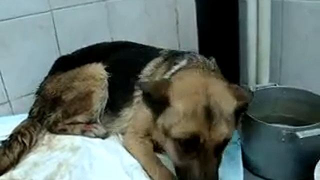 15/12/11 Вишня-Овчарка