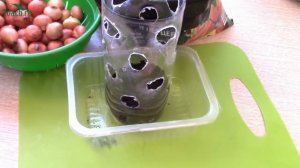 Лук в бутылках: выращиваем свежую зелень на подоконнике - 7 дач