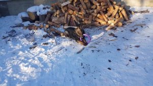 моя немецкая овчарка! знакомство!