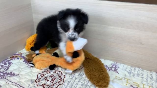 Бордер колли шикарная девочка 1,5 месяца смотреть онлайн