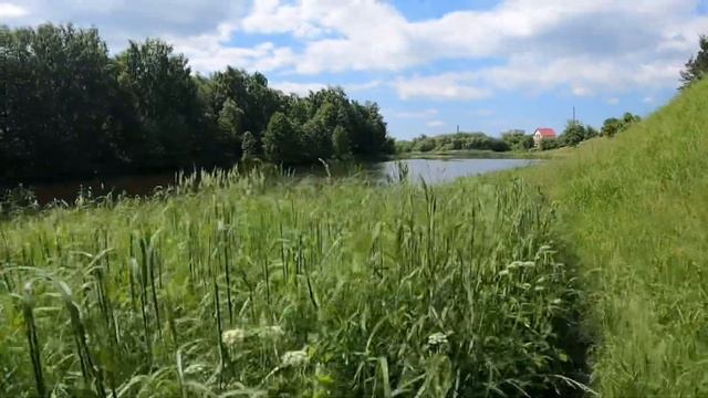 Прогулка с Курцхаарами на речку. Жарим стейки . Курцха?