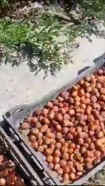 сушим орех фундук сорта Трапезунд смотреть онлайн