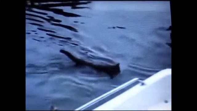 Смешные Новости (2 выпуск)Экстренный