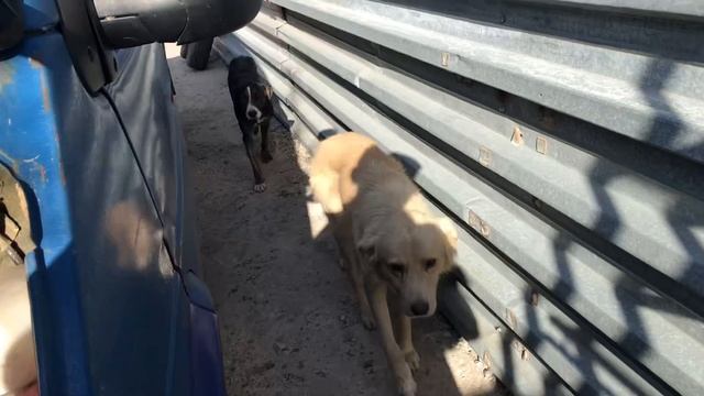 часть 4 Транзит 2.5 заводим с утра после регулировки смотреть онлайн