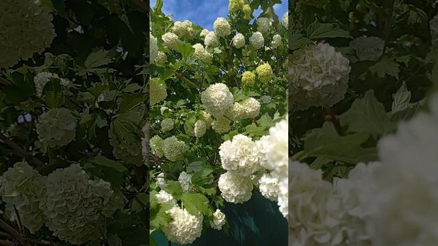 ГОРТЕНЗИЯ смотреть онлайн