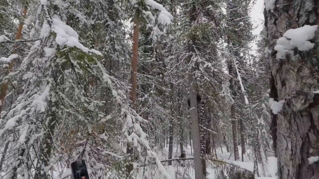 Охота на м медведя с лайками 2024.