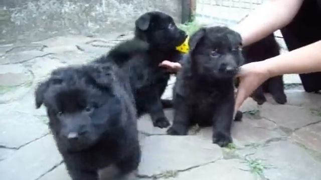 черные щенки немецкой овчарки смотреть онлайн