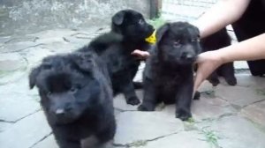 черные щенки немецкой овчарки