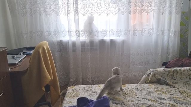 Шотландский Кот сошел с ума увидев огромную муху Приколы с котами смотреть онлайн