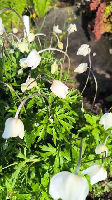 ветреница лесная анемона смотреть онлайн