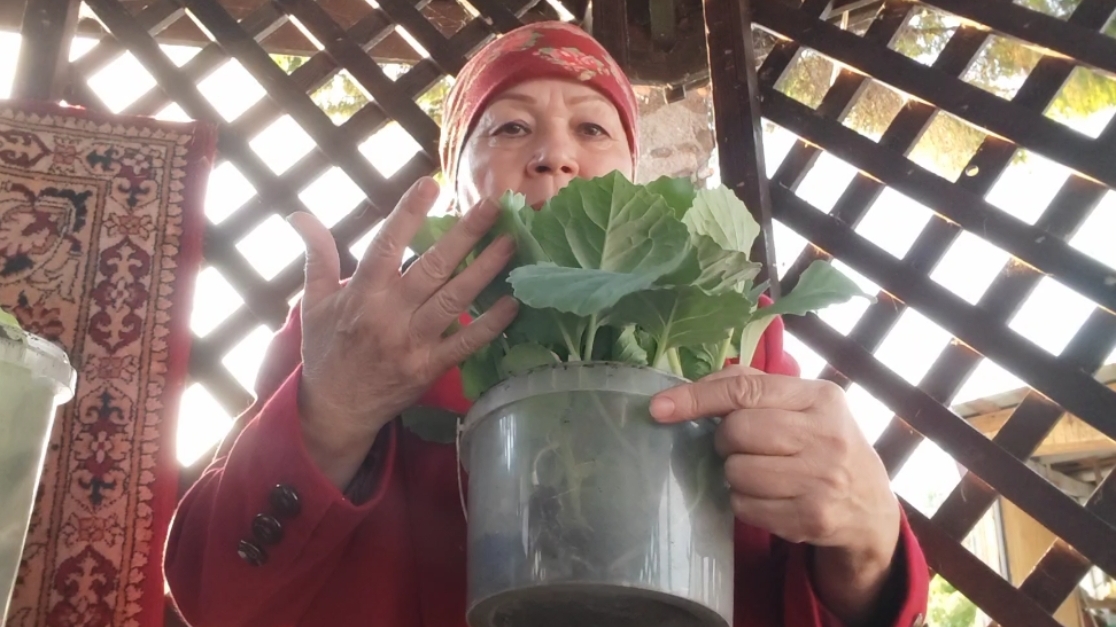 Жизнь на пенсии 🤷 Стараюсь сажать минимум 😏 смотреть онлайн