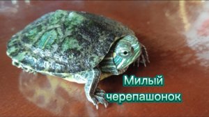 Необычный и забавный красноухий черепашонок бегает по столу