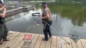 Осетрина на креветку