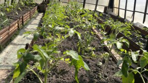 ВНОСИМ ПЕРВУЮ САМУЮ ВАЖНУЮ ПОДКОРМКУ ПОД ТОМАТЫ 👍👍 👍 ОБРЫВАЕМ ПОЖЕЛТЕВШИЕ НИЖНИЕ ЛИСТЬЯ 👍👍 👍