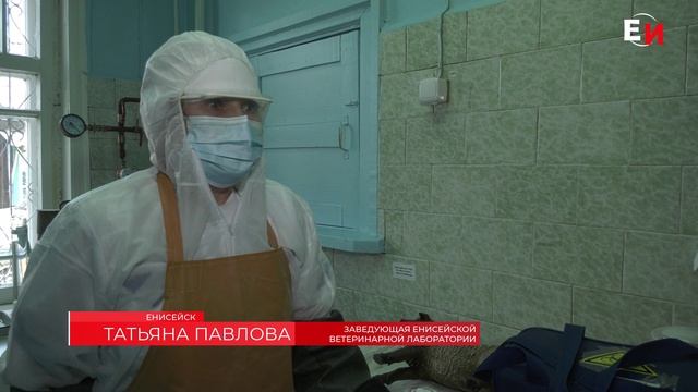 УЧЕНИЯ ПО ЛИКВИДАЦИИ УСЛОВНОГО ОЧАГА ОСПЫ ОВЕЦ И КОЗ смотреть онлайн