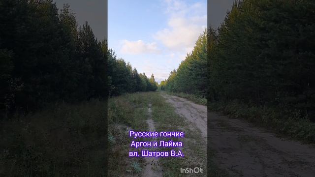 Русские гончие Аргон и Лайма вл. Шатров В.А.