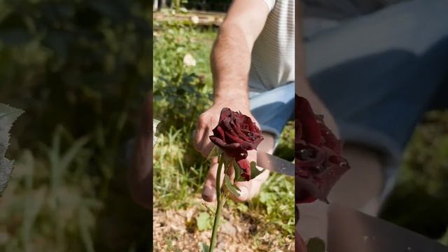 ГРИБАЛКА НА УЧАСТКЕ. БЕЛЫЕ+ЛИСИЧКИ+ПОДОСИНОВЫЕ. #гриба смотреть онлайн