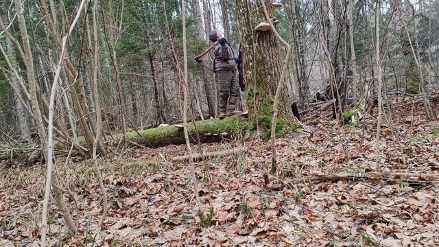 Охота с лайками за пушниной. В охоте на куницу - белка з