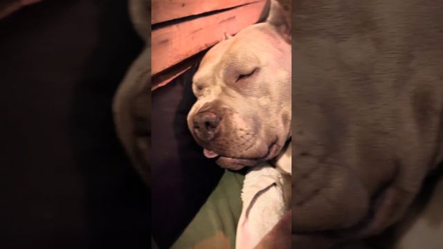 Американский булли🎀 Щенки.