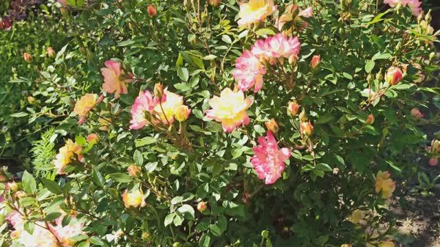 Очаровательная повторноцветущая роза"Беби маскарад " смотреть онлайн