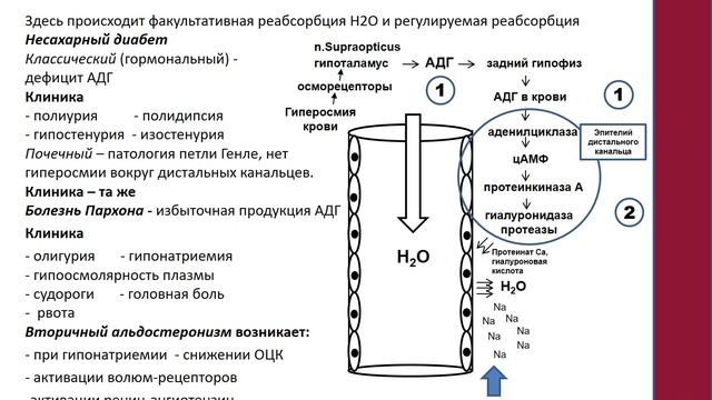 Патология почек смотреть онлайн