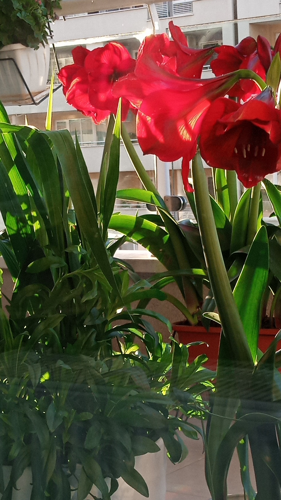 Мой май 😍💖#short смотреть онлайн