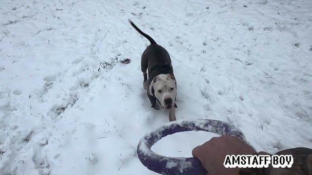 Амстафф Бой первый снег 4 ноября 2024 года #amstaff #pitbull #с?