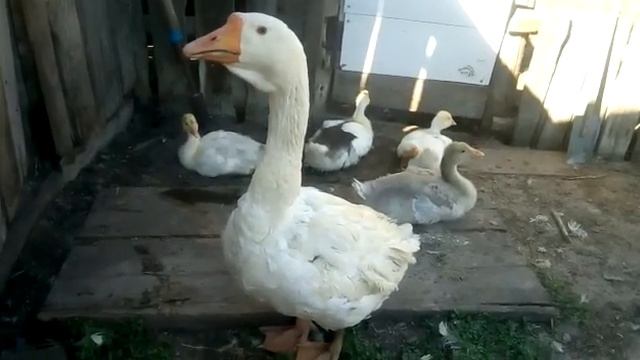 Гусак воспитатель 🤗🤗🤗🤗🤗🤗
