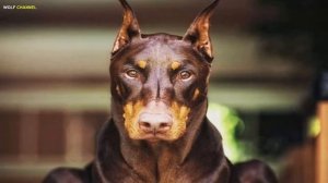 ДОБЕРМАН ИЛИ РОТВЕЙЛЕР - КАКАЯ СОБАКА ЛУЧШЕ И СИЛЬНЕЕ ?