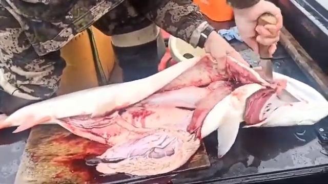 Разделка тайменя рыбацким ножом смотреть онлайн