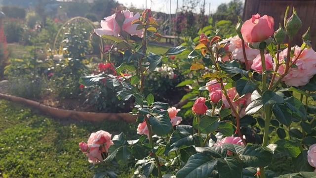 22 января 2025 г.