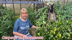 Дачные дела.ТОМАТЫ и ПЕРЕЦ секреты выращивания.КАПЕЛЬНЫЙ ПОЛИВ. Подкормки